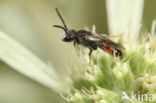 Sphecodes crassus