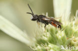 Brede Dwergbloedbij (Sphecodes crassus)