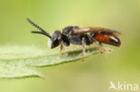 Brede Dwergbloedbij (Sphecodes crassus)