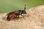 Lichte Bloedbij (Sphecodes hyalinatus)