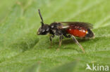 Lichte Bloedbij (Sphecodes hyalinatus)