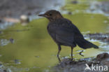 Eurasian Blackbird (Turdus merula)