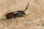 Dikkopbloedbij (Sphecodes monilicornis)