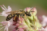 Halictus subauratus