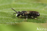 Hylaeus angustatus