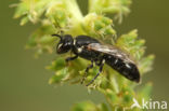 Resedamaskerbij (Hylaeus signatus)