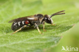 Lasioglossum interruptum