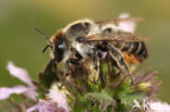 Megachile lagopoda