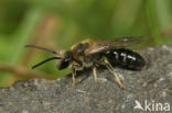 Gedoornde groefbij (Lasioglossum laevigatum)