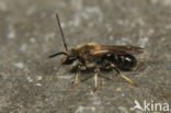 Gedoornde groefbij (Lasioglossum laevigatum)