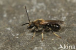 Lasioglossum laevigatum