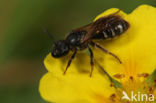 Breedbuikgroefbij (Lasioglossum lativentre)