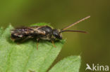 Lasioglossum subfulvicorne