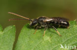 Lasioglossum subfulvicorne