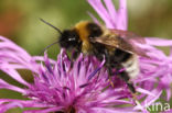 Tweekleurige koekoekshommel (Bombus bohemicus)