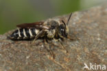 Rosse kegelbij (Coelioxys rufescens)