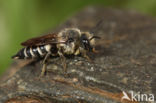 Rosse kegelbij (Coelioxys rufescens)