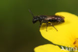 Gewone maskerbij (Hylaeus communis)