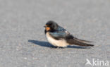 Boerenzwaluw (Hirundo rustica)