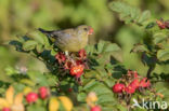 Groenling (Carduelis chloris)