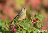 European Greenfinch (Carduelis chloris)