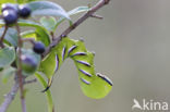 Privet Hawk-moth (Sphinx ligustri)