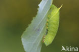 Poplar Hawk-moth (Laothoe populi)