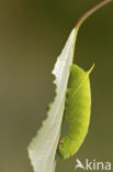 Poplar Hawk-moth (Laothoe populi)