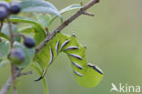 Privet Hawk-moth (Sphinx ligustri)
