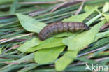 Shuttle-shaped Dart (Agrotis puta)