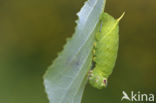 Poplar Hawk-moth (Laothoe populi)