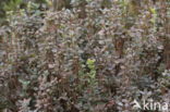 Bog Bilberry (Vaccinium uliginosum)