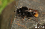Hill cuckoo bee (Bombus rupestris)