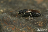 Tuinmaskerbij (Hylaeus hyalinatus)