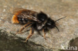 Rode koekoekshommel (Bombus rupestris)