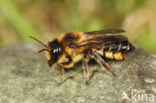 Klaverbehangersbij (Megachile ligniseca)