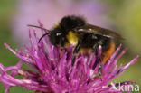 Broken belted bumblebee (Bombus soroeensis)