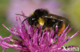 Late hommel (Bombus soroeensis)