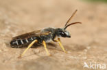 Halictus simplex