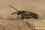 Breedkaakgroefbij (Lasioglossum laticeps)