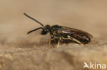 Lasioglossum laticeps