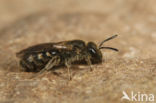 Schoorsteengroefbij (Lasioglossum lineare)