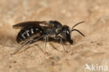 Grote Bandgroefbij (Lasioglossum majus)