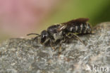 Gewone tubebij (Stelis breviuscula)