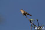 Corn Bunting (Miliaria calandra)