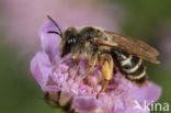 Andrena intermedia