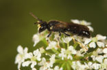 Rinks maskerbij (Hylaeus rinki)