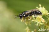 Resedamaskerbij (Hylaeus signatus)