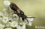 Kleine lookmaskerbij (Hylaeus leptocephalus)