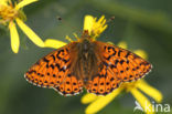 Veenbesparelmoervlinder (Boloria aquilonaris)